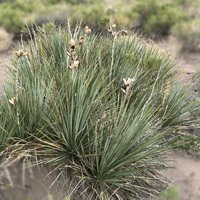 Soapweed_Yucca glauca (3)