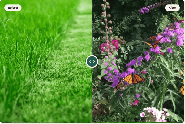 Turf grass vs wildflower garden