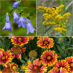 Water-Wise Wildflowers