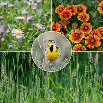 Western Songbird Haven native plant collection with a western meadowlark bird