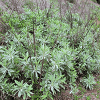 White Sage_Salvia apiana (6)