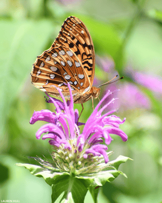 butterfly on bee balm