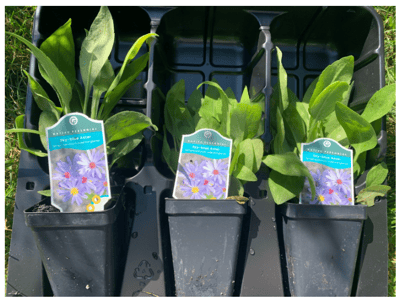 Sky blue aster native plant set - three plant seedlings in pots