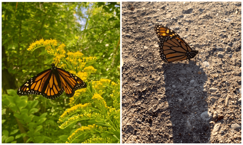 Monarch butterflies faced with habitat loss- natural habitat (on the left) and developed land (on the right)