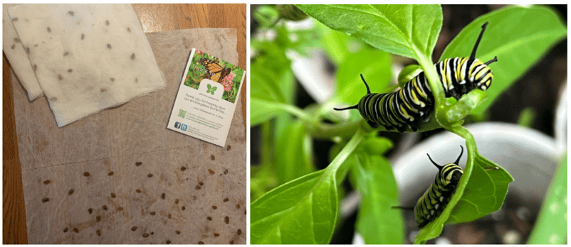 April to June-milkweed from seed (on the left) to a monarch habitat (on the right)