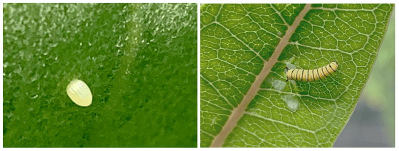 A monarch egg (on the left) and a very tiny caterpillar (on the right) - the first stages of the butterfly life cycle.