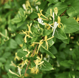invasive Lonicera japonica