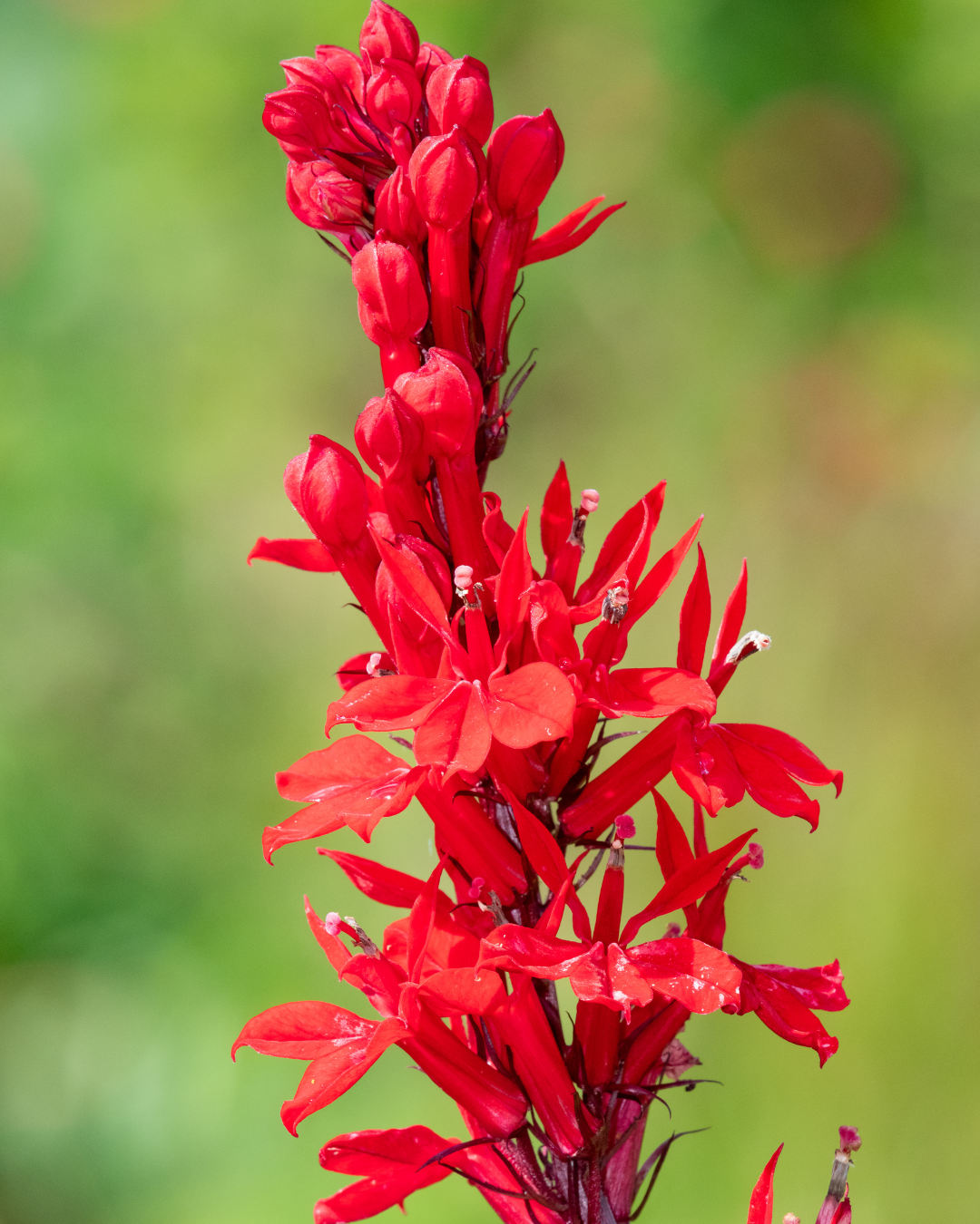 lobelia cardinalis