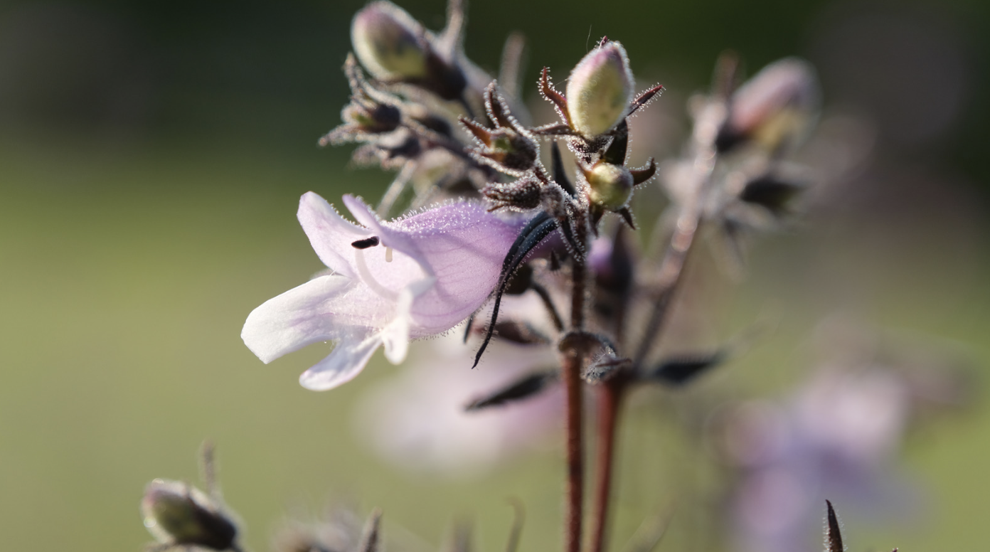 penstemon digitalishttps://gardenforwildlife.com/products/foxglove-beardtongue-plant-sets