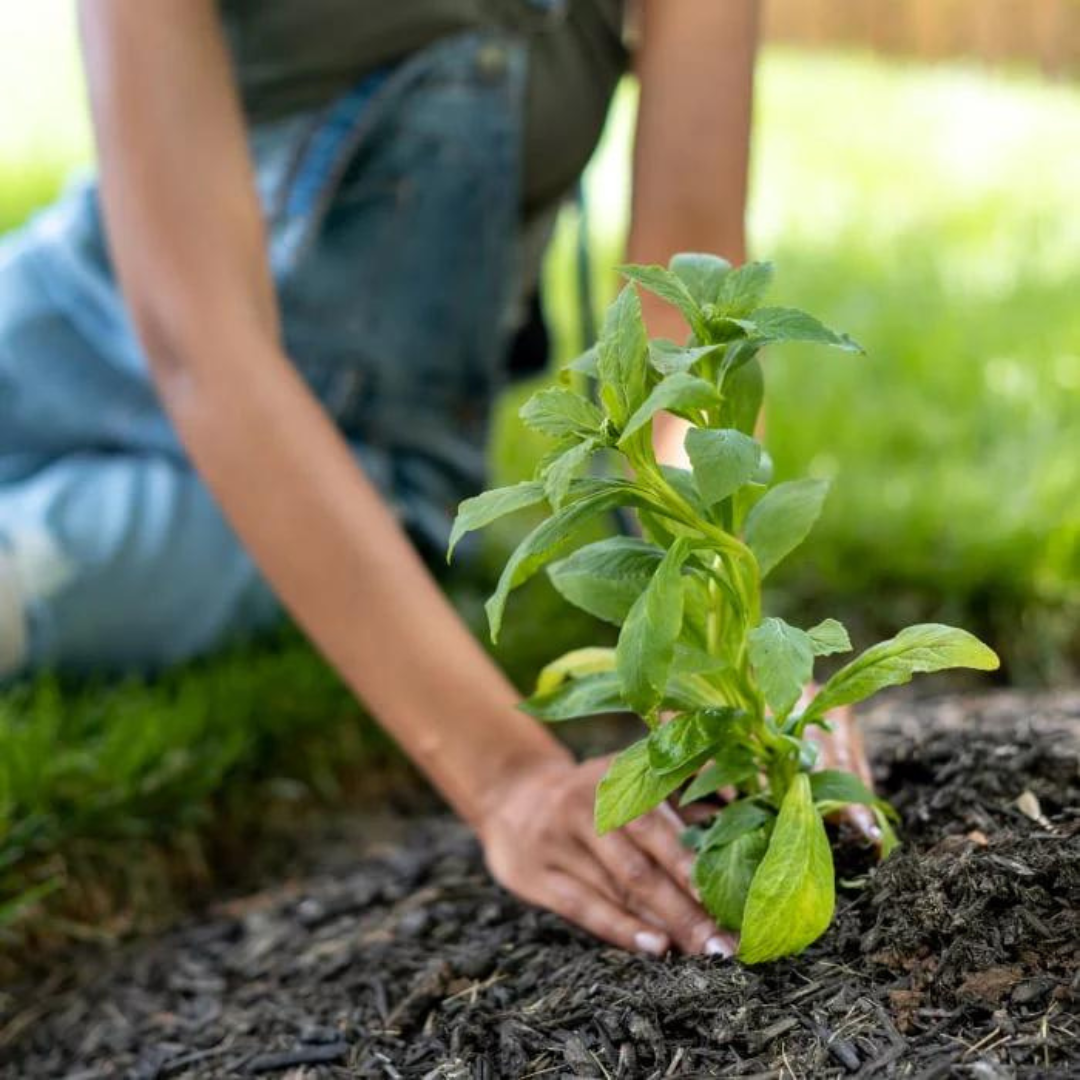 Close up shot of a young person planting a native plant in dark soil. 