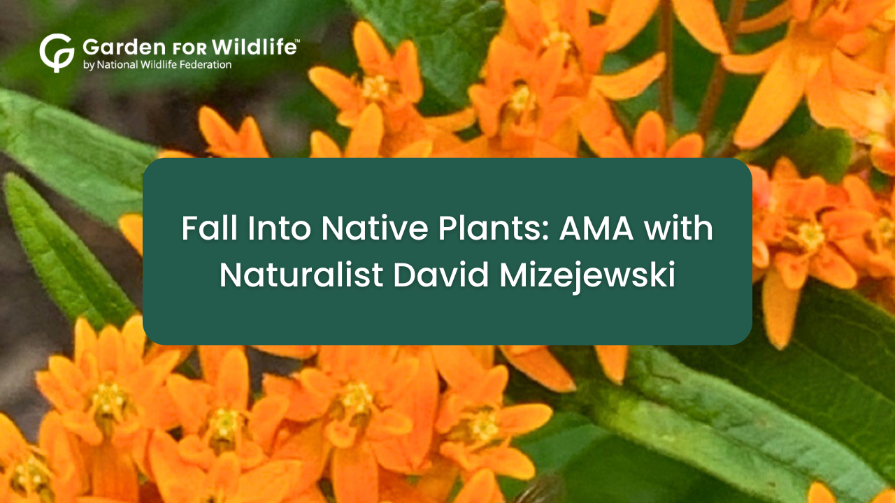 Fall into native plants: AMA with Naturalist David Mizejewski