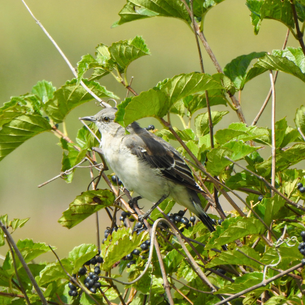 Arrowwood Viburnum_Viburnum dentatum_Northern mocking bird