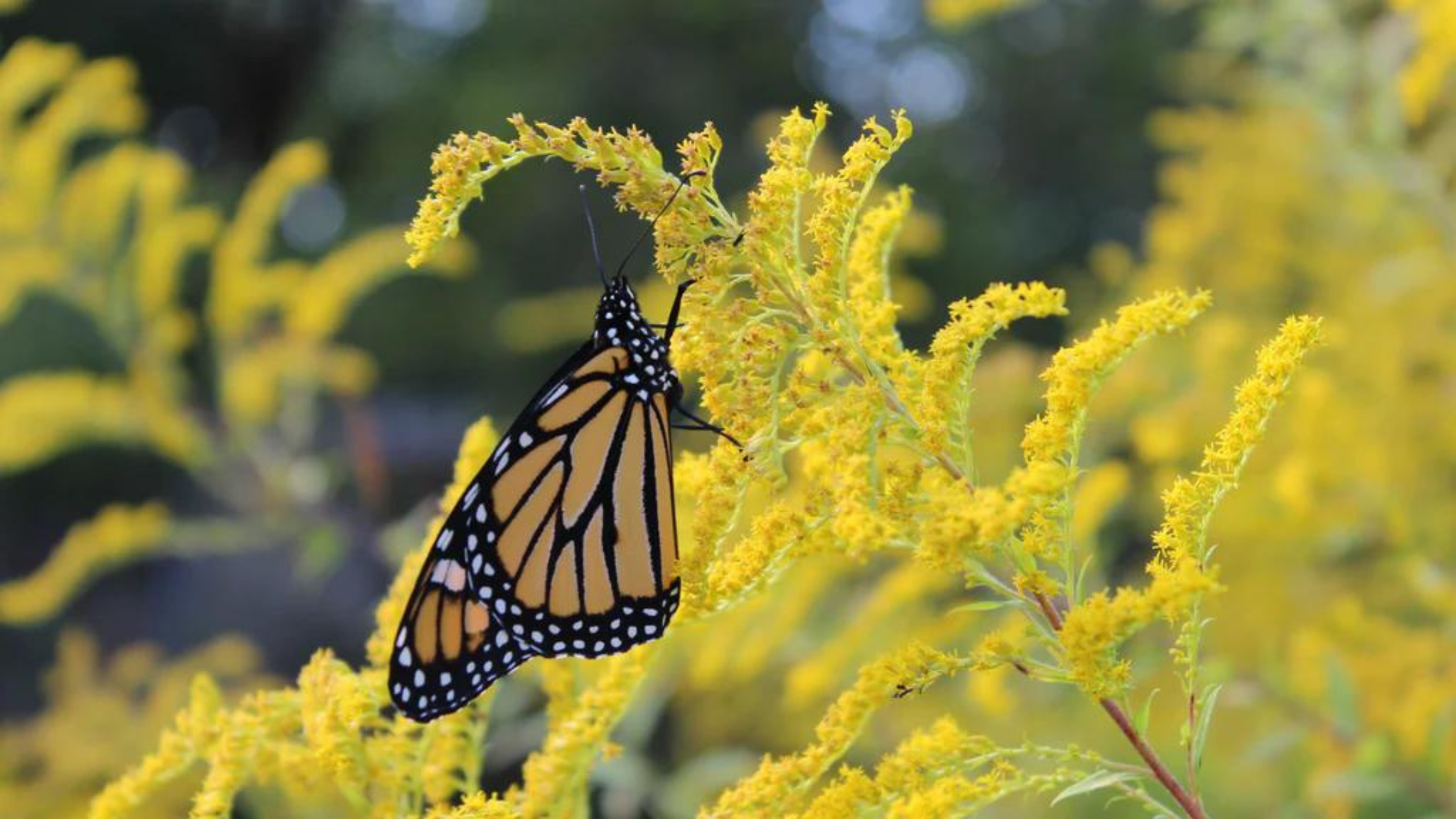 A monarch butterfly rests on a goldenrod native plant 