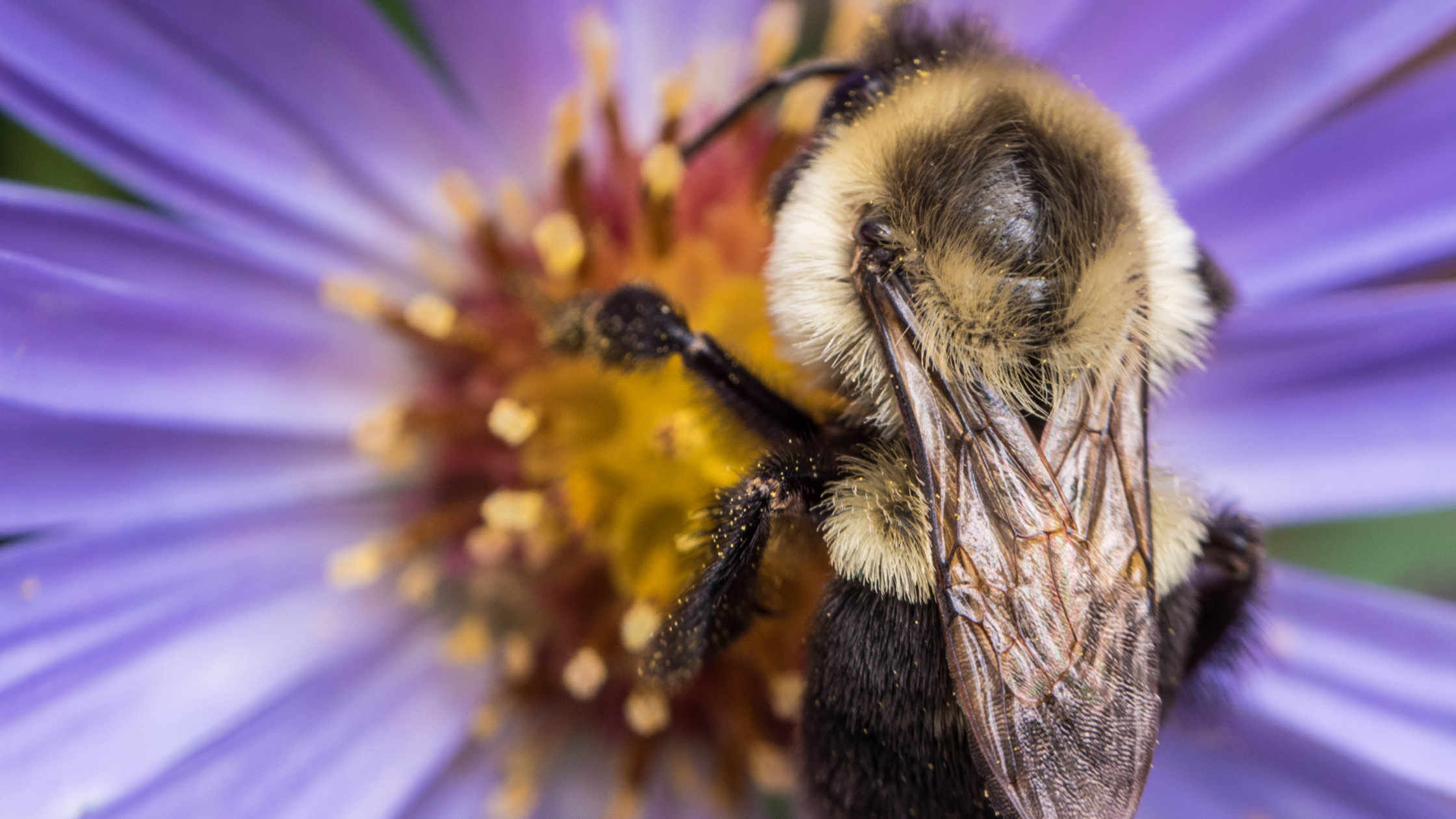 bumblebee on aster