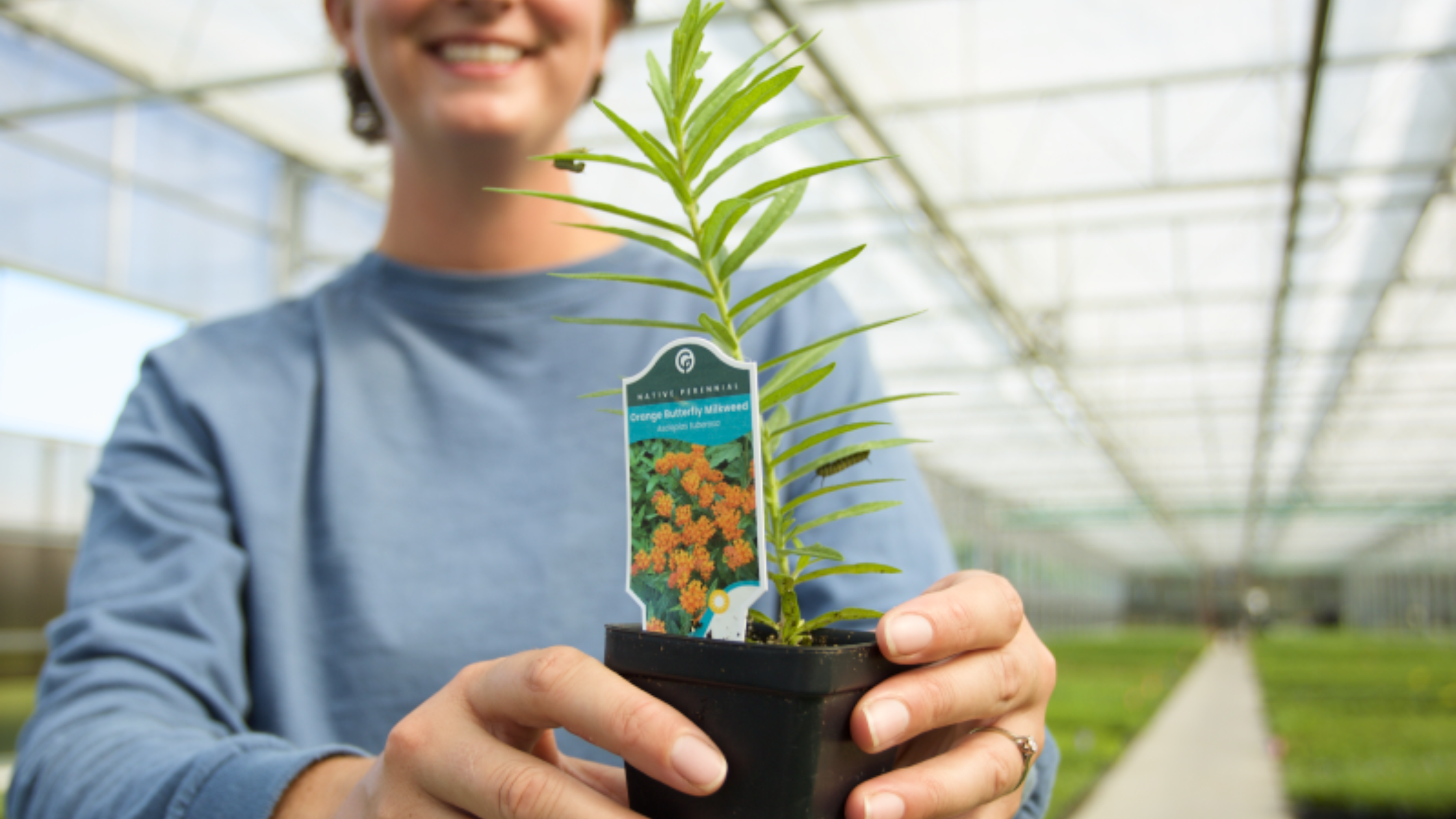 A woman holds a pot of Orange Butterfly Milkweed with two monarch caterpillars crawling on the leaves