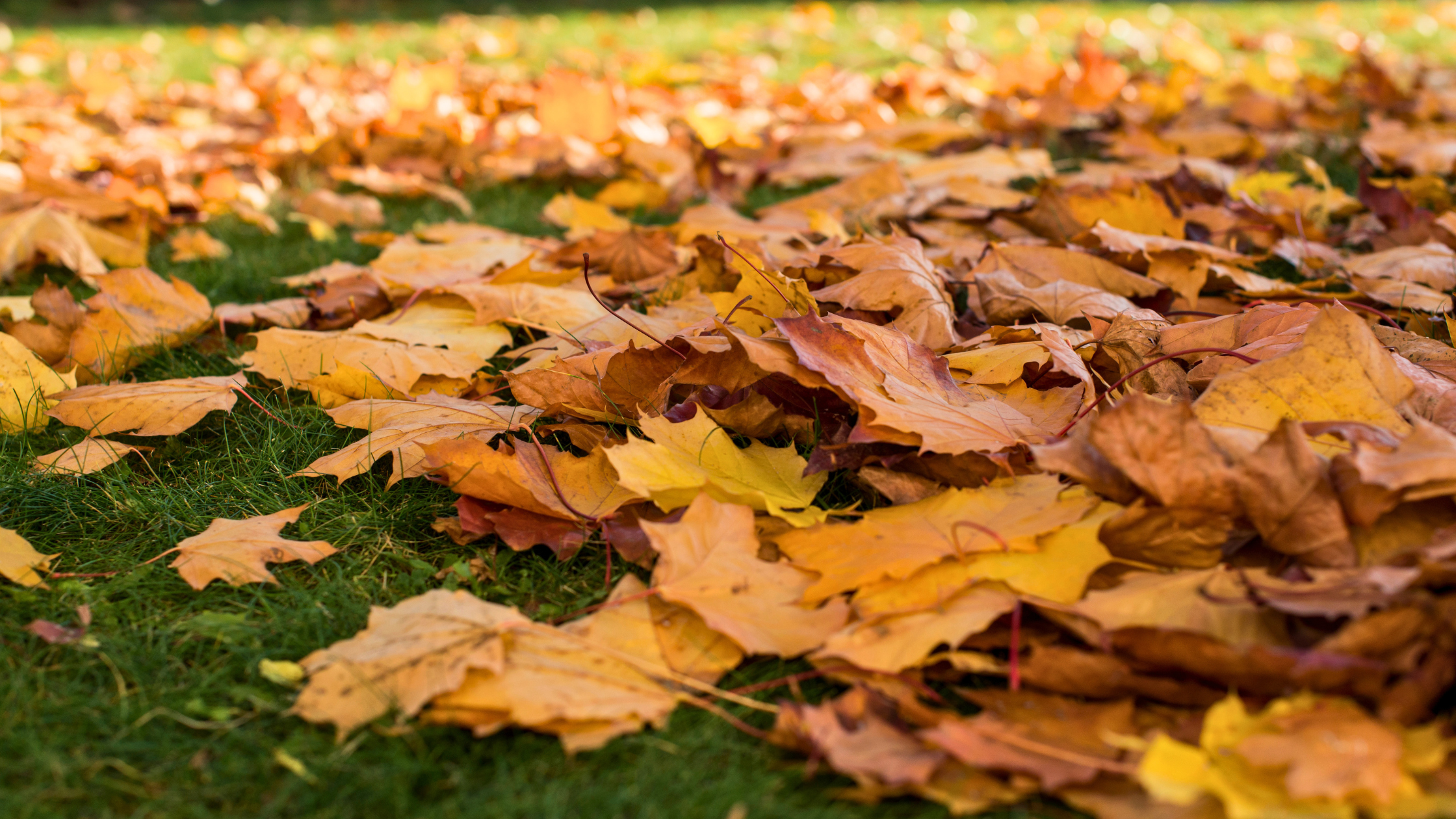fallen leaves on lawn