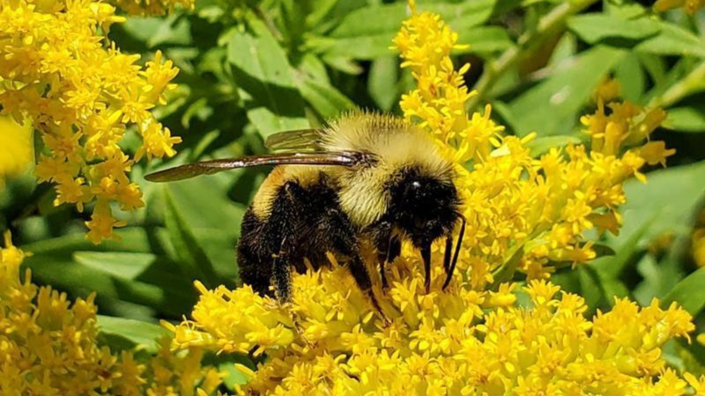 rusty-patched bumblebee on goldenrod