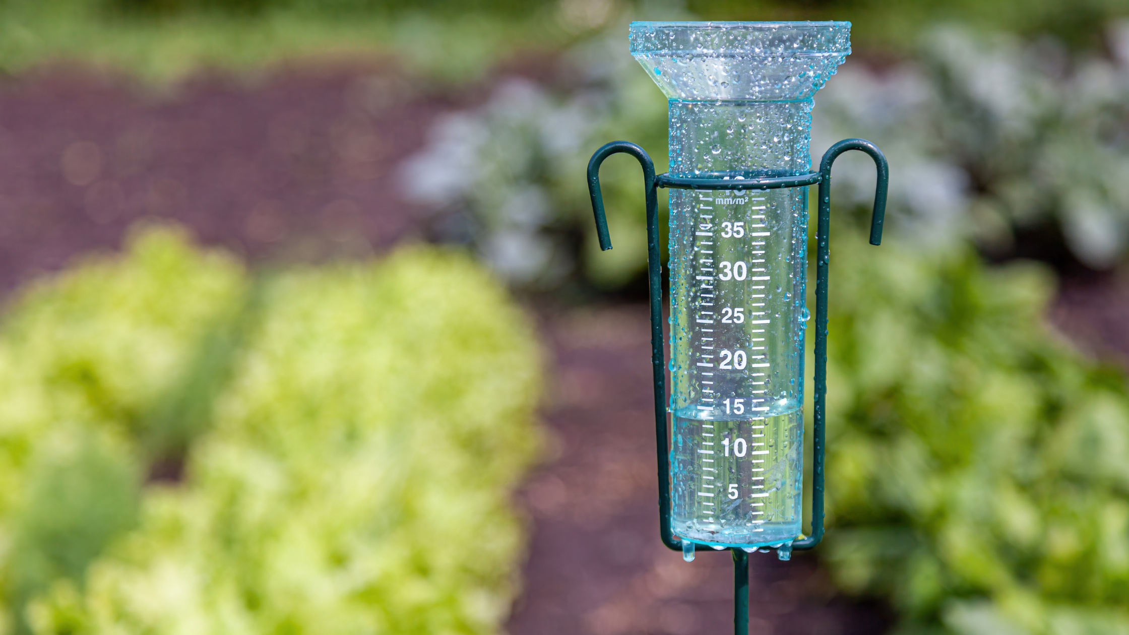 rain gauge in garden