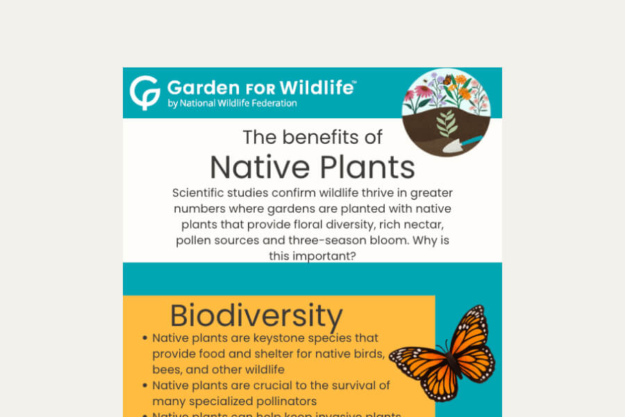 gfw-fundraising-tips-why-native-plants
