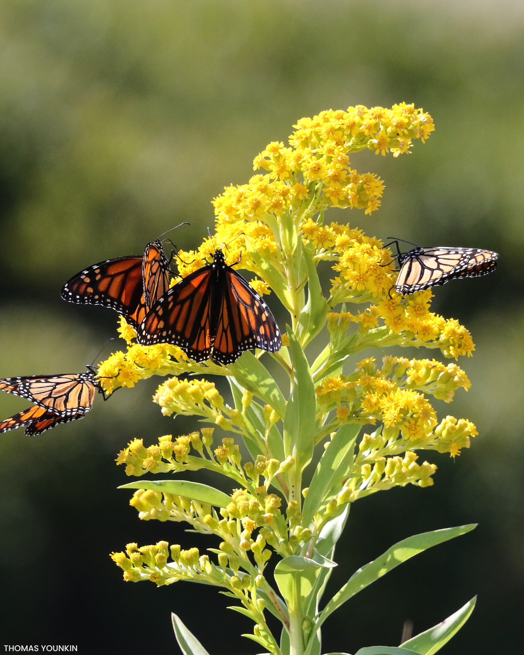 yellow goldenrod plant with monarch butterflies