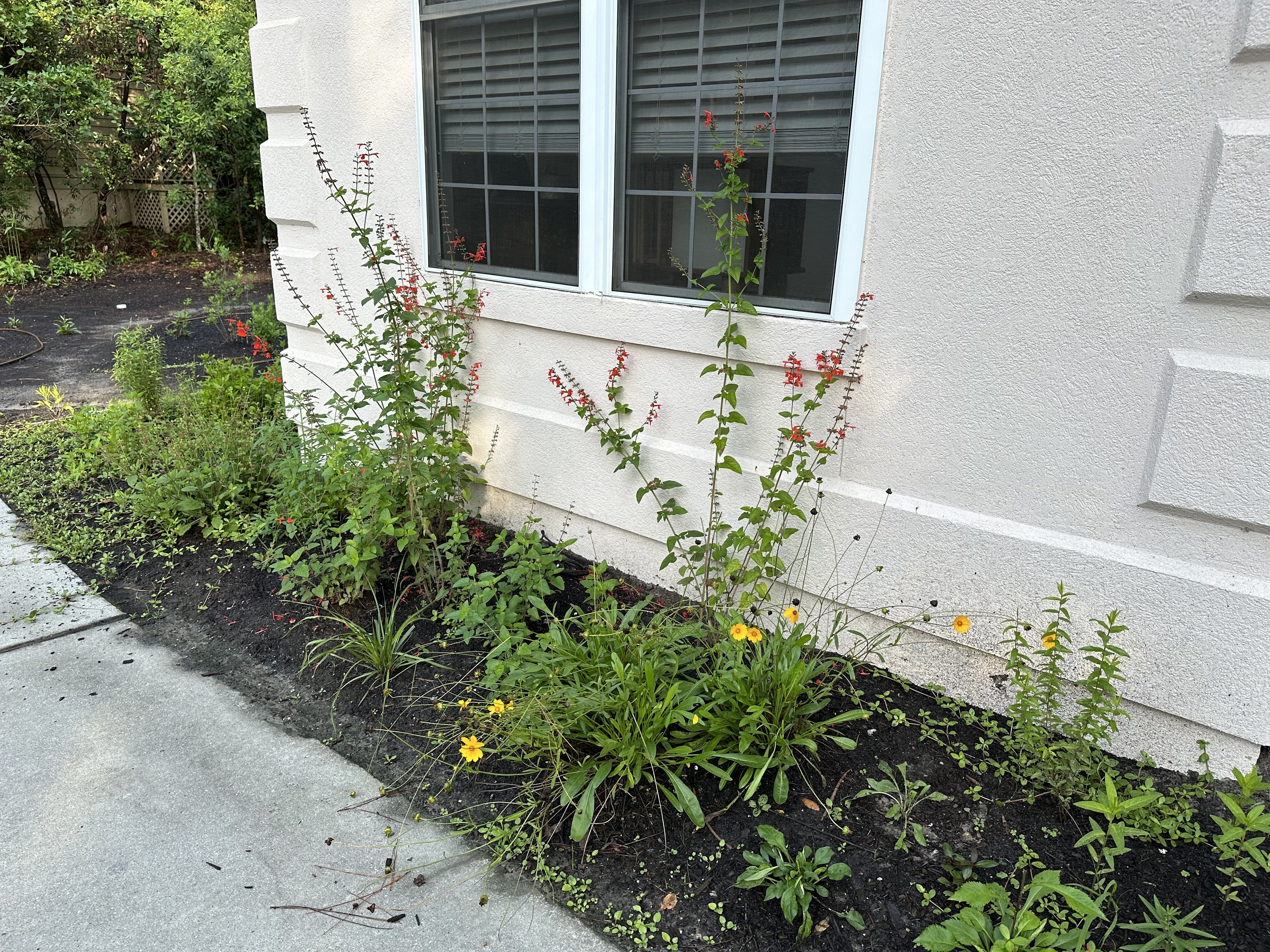 The side garden of a home with a garden bed full of native plants from Garden for Wildlife
