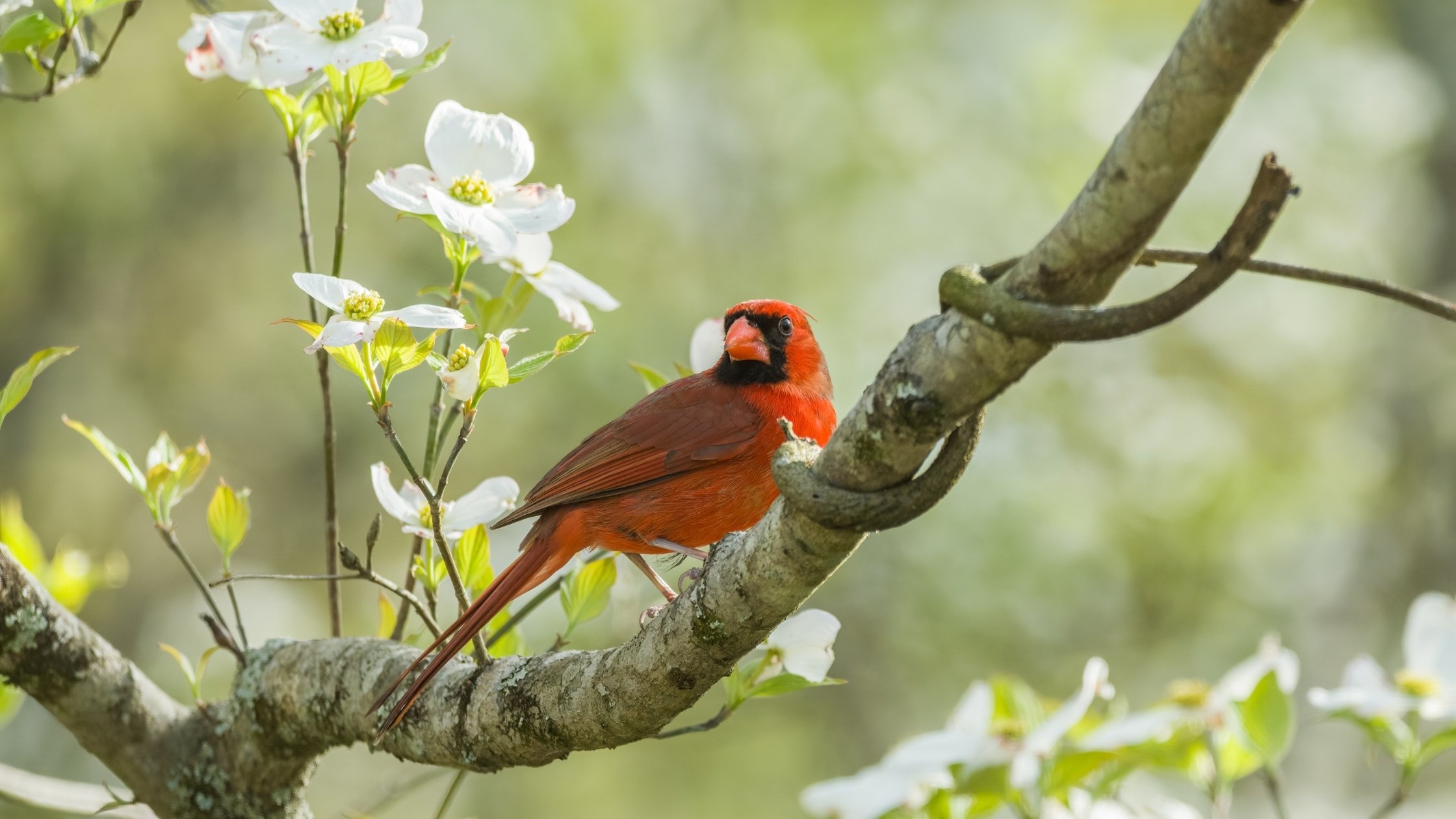 Cardinal in a dogwood tree