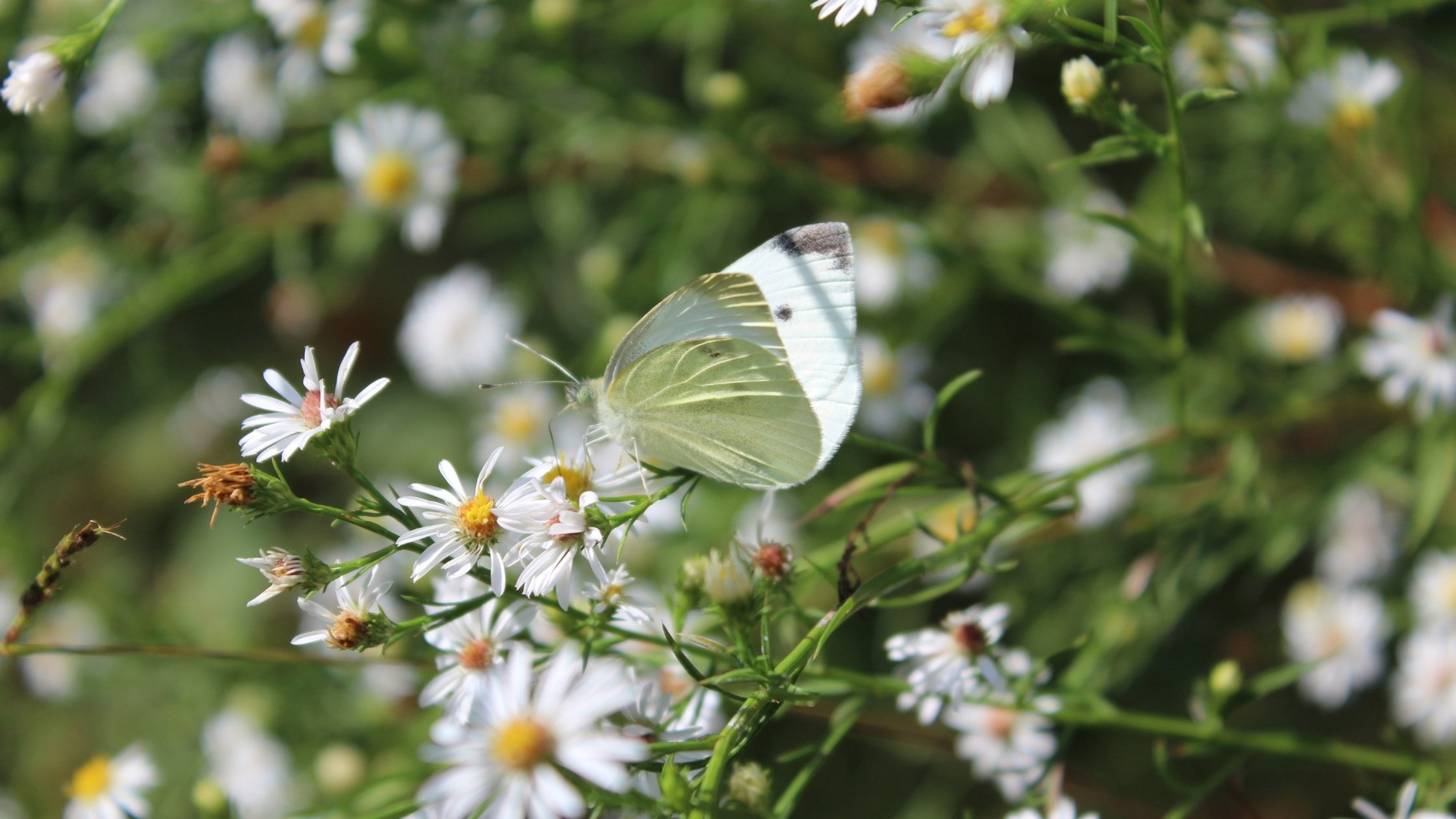 A butterfly feeds on an aster plant