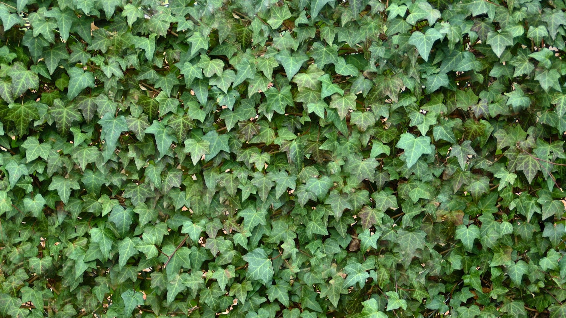 Wall of english ivy, an invasive plant species in north america