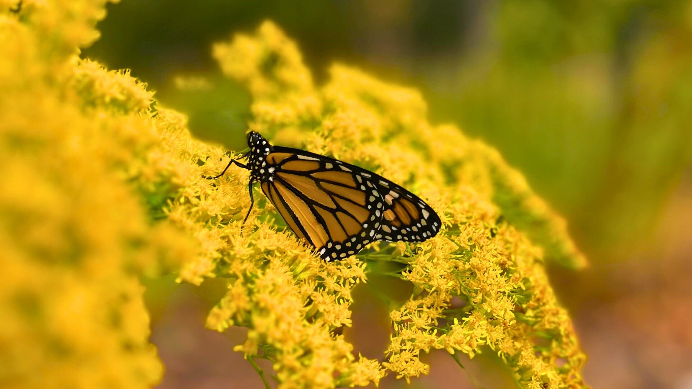 monarch butterfly on goldenrod