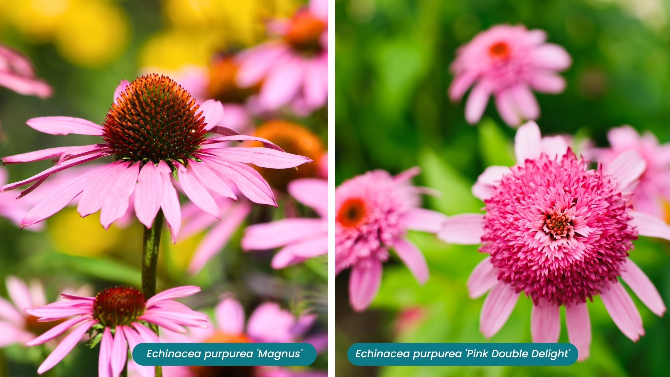 magnus coneflower (Echinacea purpurea 'Magnus') on the left and pink double delight (Echinacea purpurea 'Pink Double Delight') on the right 