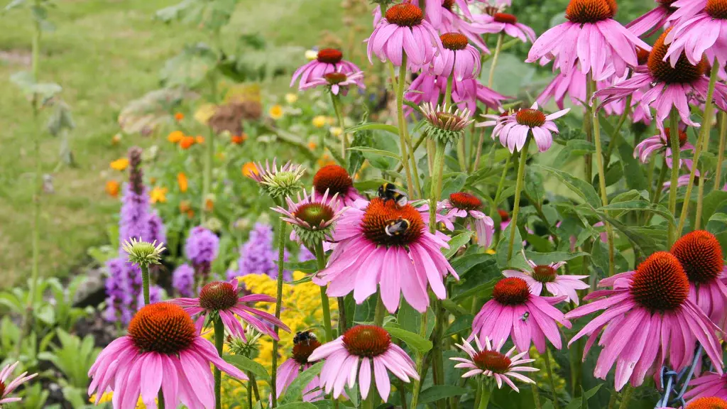 bees on purple coneflower in a native garden