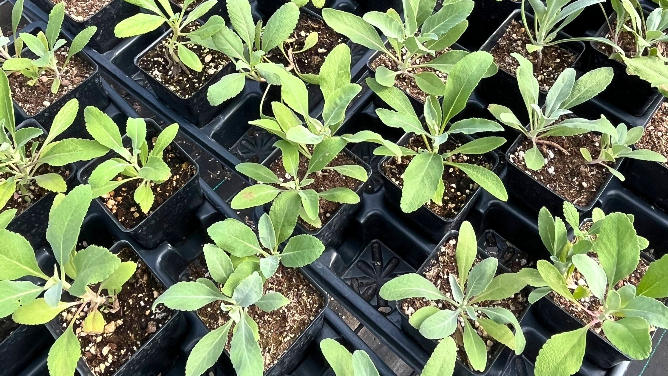Native sage plant seedlings in trays
