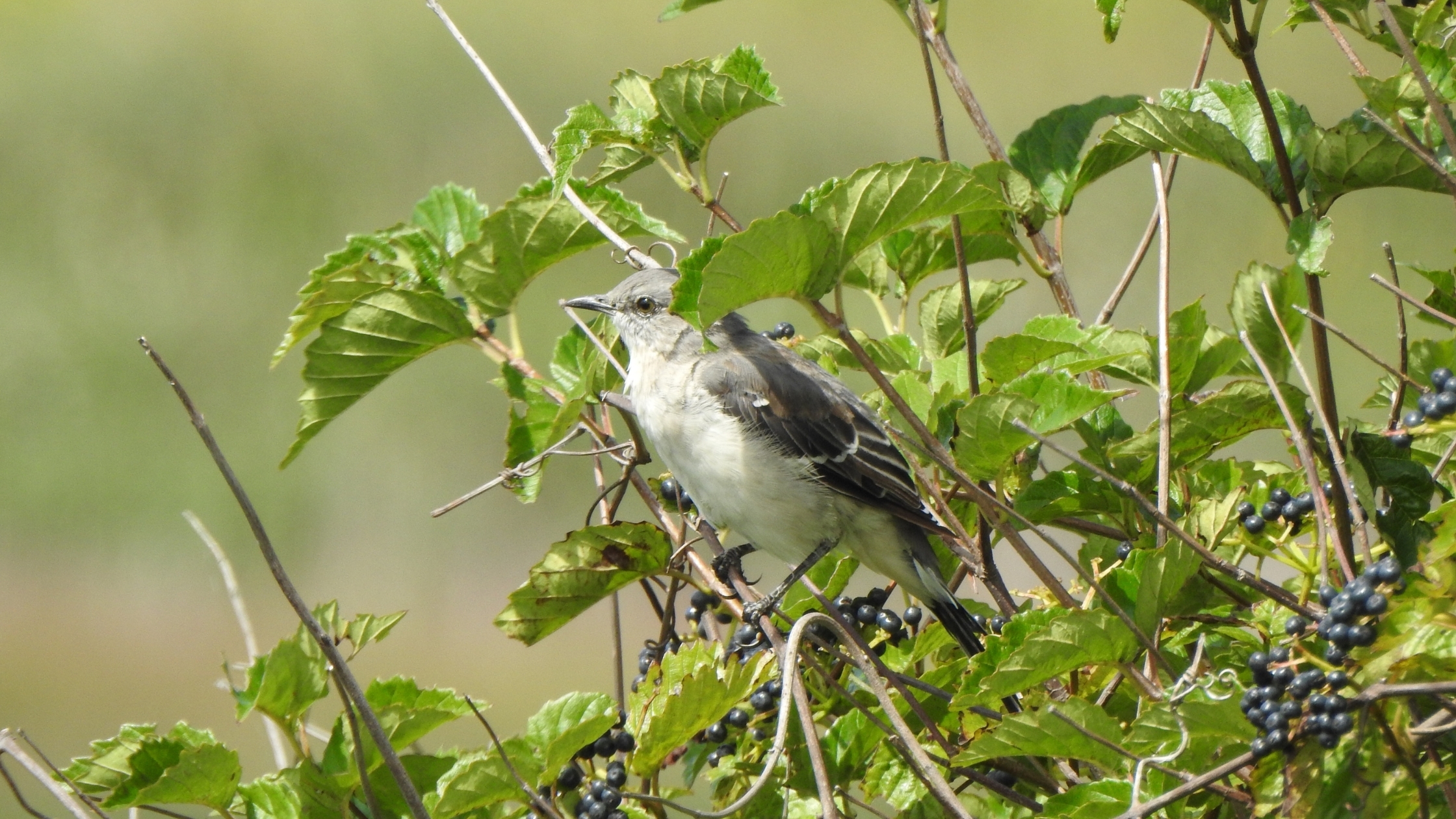 Bird sitting on Arrowwood Viburnum (Viburnum dentatum) shrub with berries