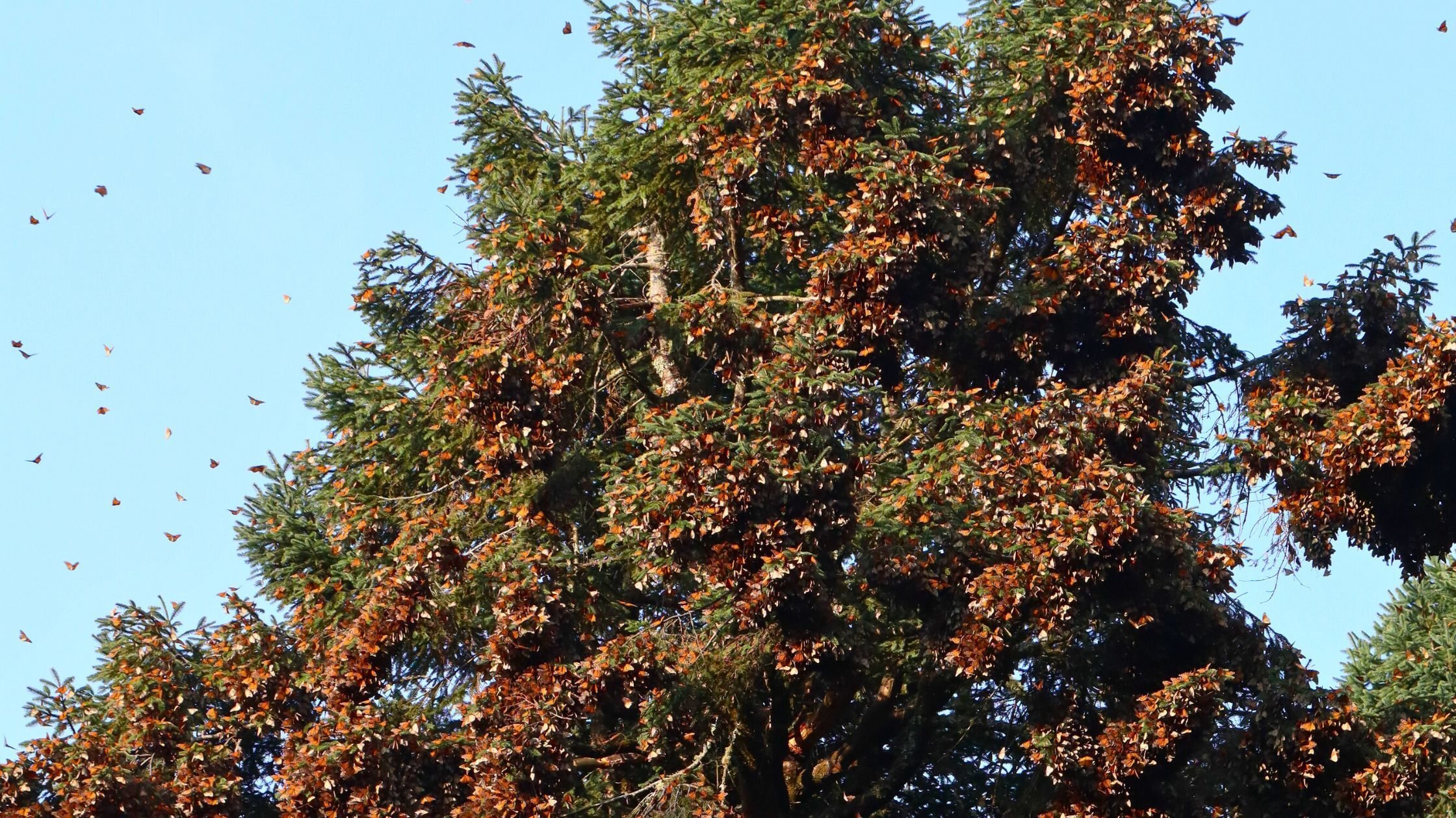 Monarch butterfly congregation in the Oyamel fir forests of Mexico