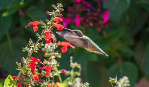 A hummingbird feeds from a red flower