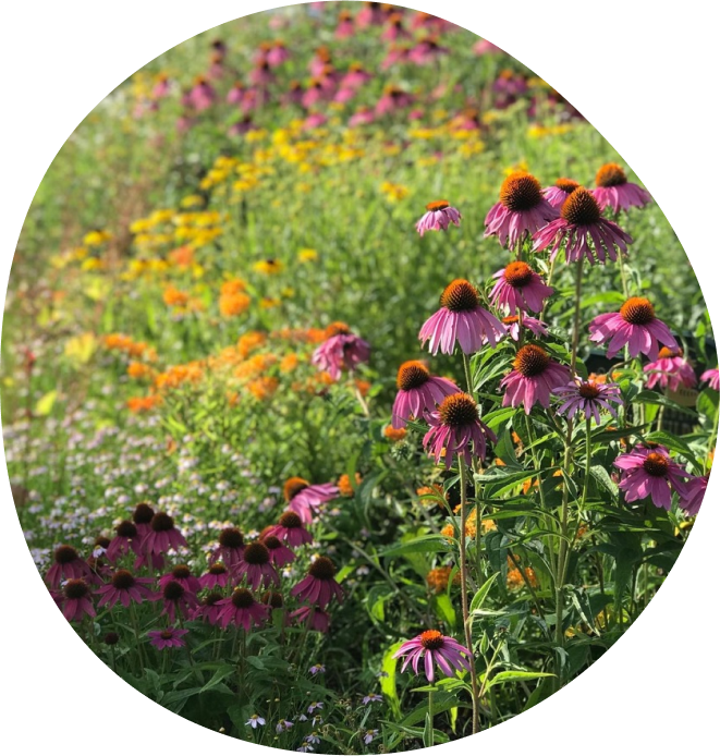 coneflower native plant garden