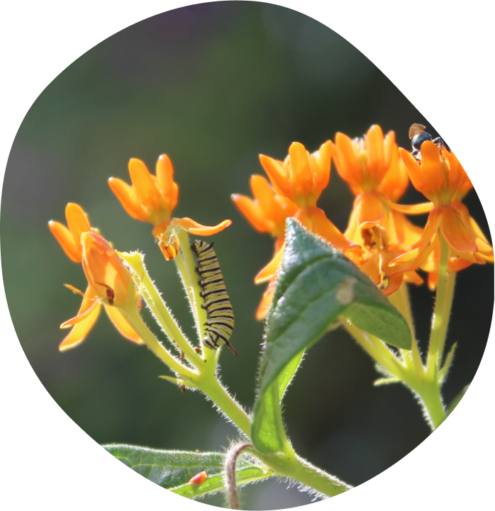 about-us-hero-milkweed-monarch-caterpillar-1
