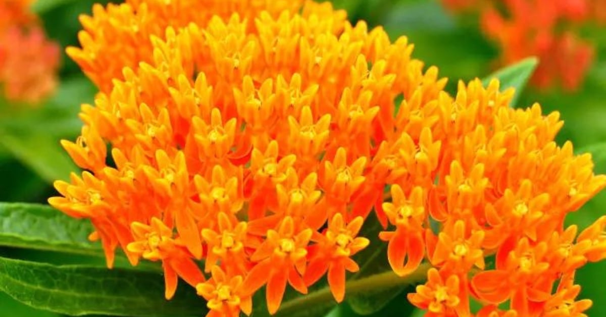 A cluster of orange butterfly milkweed flowering perennials 