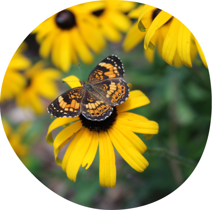 black-eyed-susan with a pearl crescent butterfly
