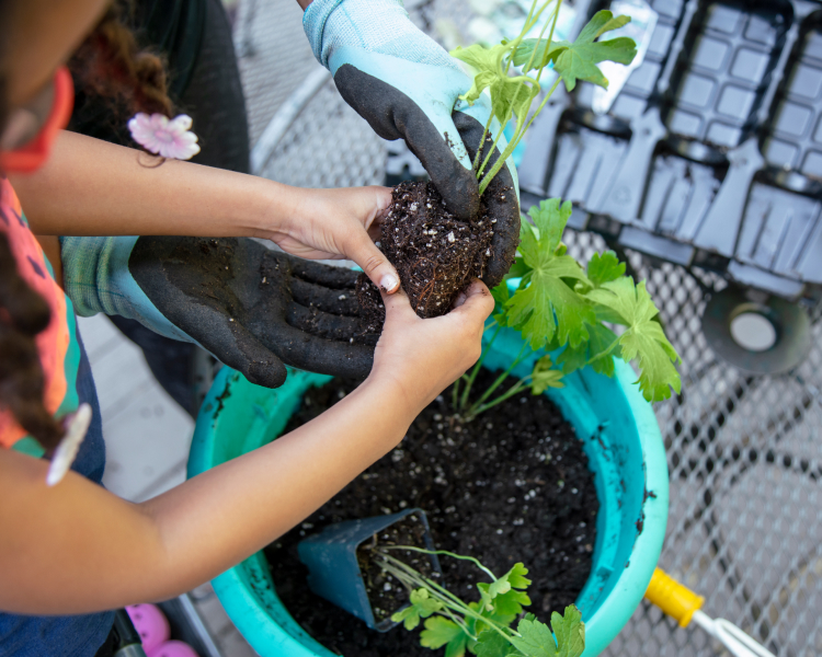 adult and Childs hands planting native plants in blue pot