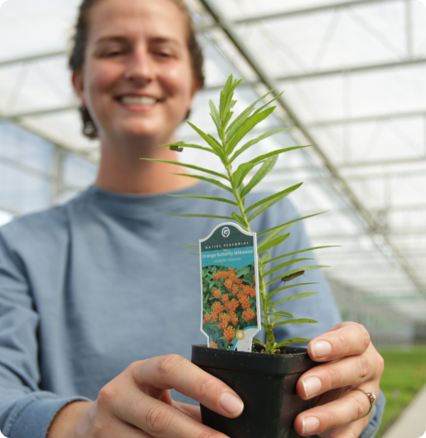 greenhouse-grower-milkweed-plant