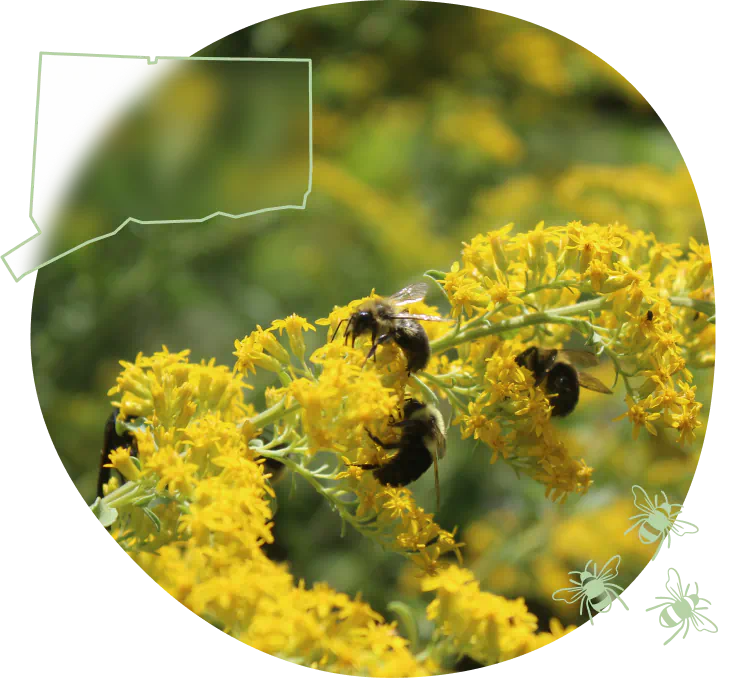 CT-hero-bees-on-goldenrod