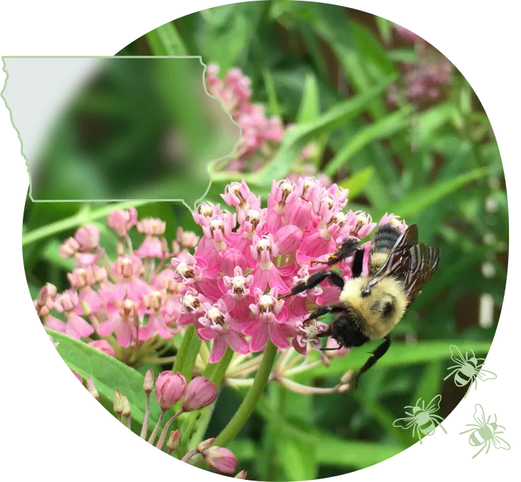 IA-bee-on-swamp-milkweed