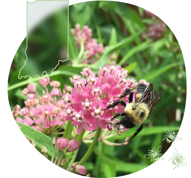 IN-bee-on-swamp-milkweed