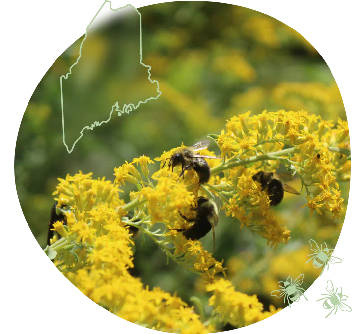 ME-hero-bees-on-goldenrod