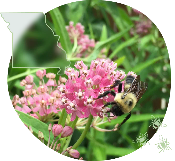 MO-bee-on-swamp-milkweed