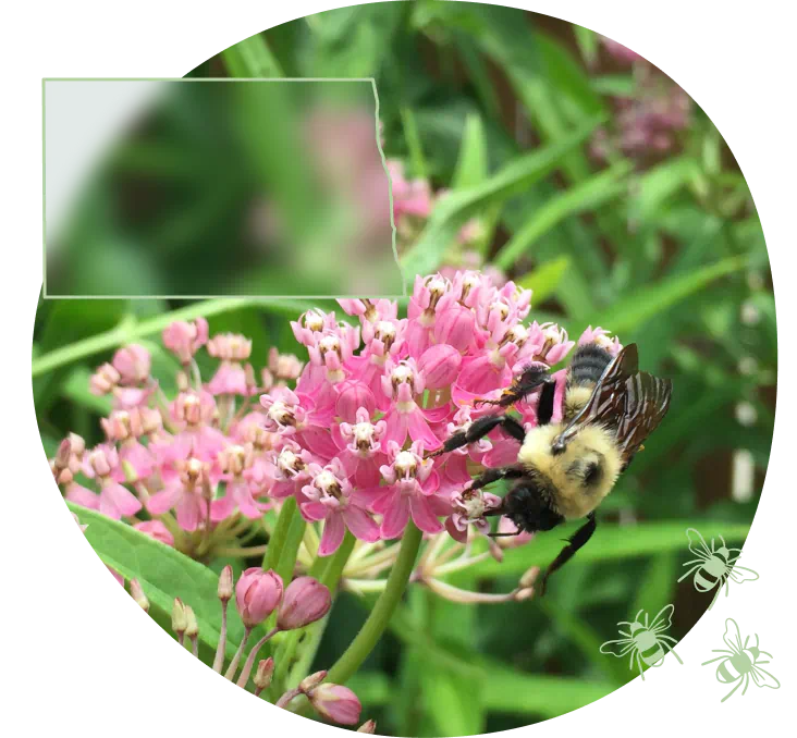 ND-bee-on-swamp-milkweed