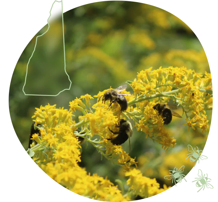 NH-hero-bees-on-goldenrod