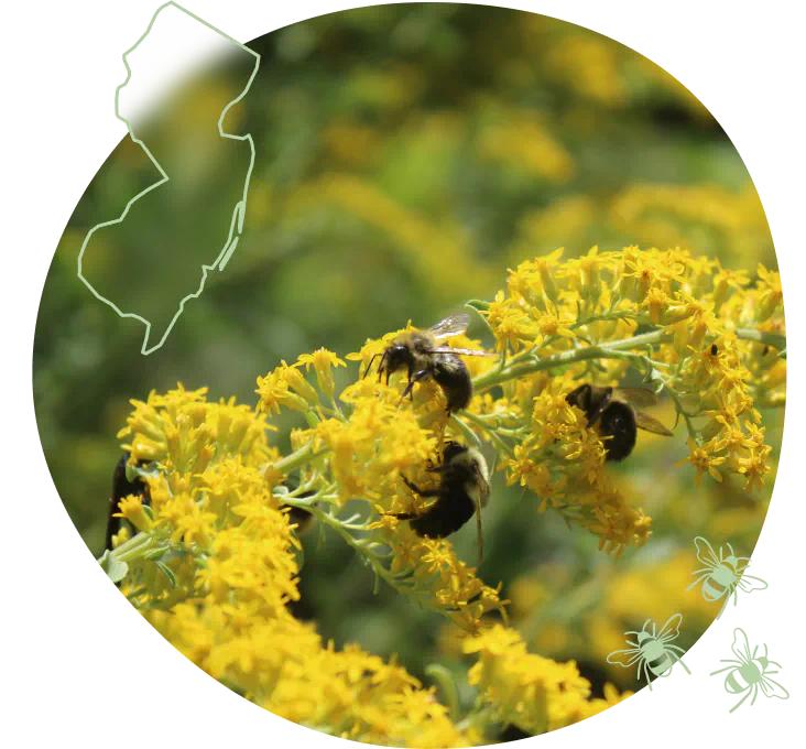 NJ-hero-bees-on-goldenrod