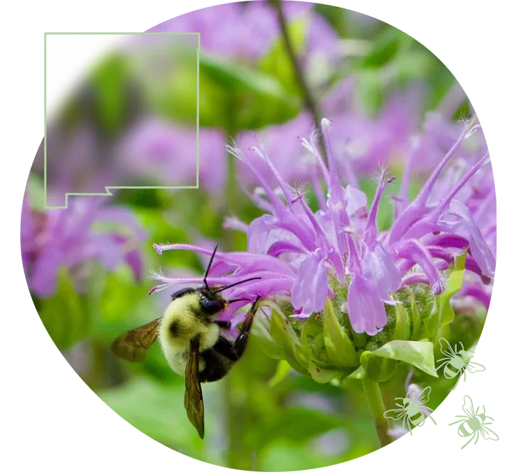 NM-bee-on-bee-balm